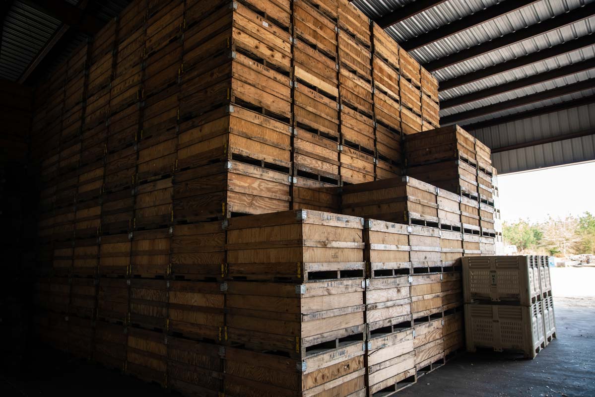 Vidalia Onion Storage Tips