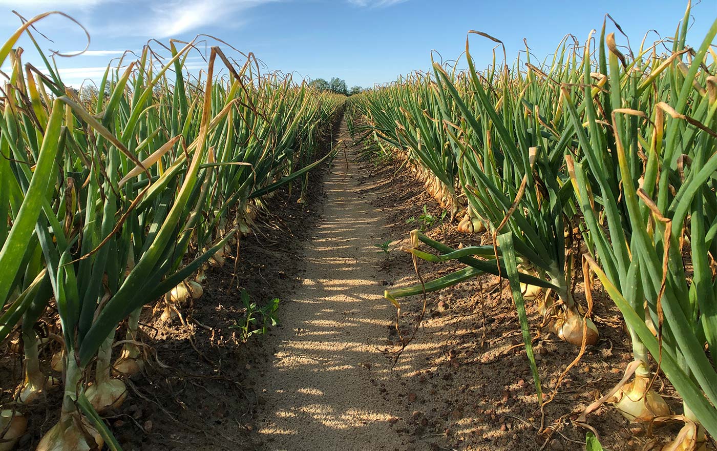 vidalia onion field