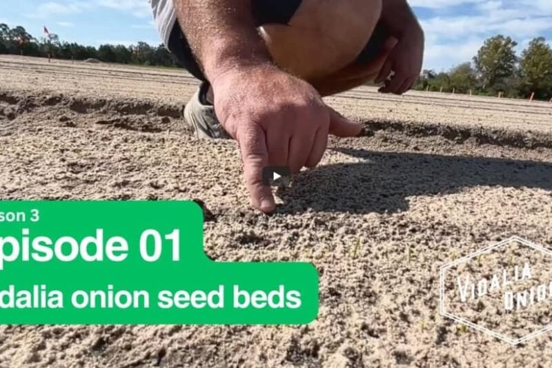 2026 planting Vidalia onion crop GA