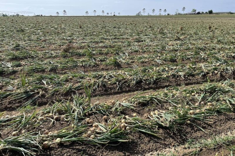 Rows & rows of Vidalia onions in Georgia USA.