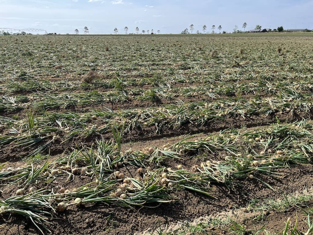Rows & rows of Vidalia onions in Georgia USA.