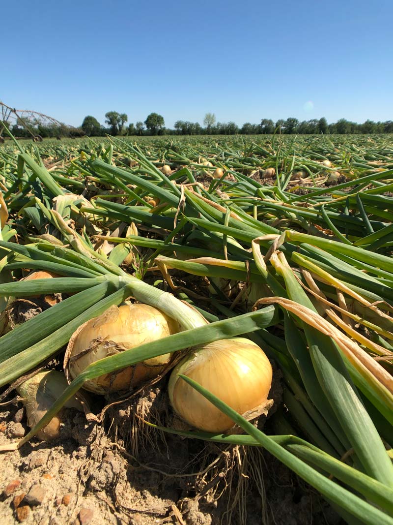 Vidalia Onions Buy Online Farmtodoor delivery via UPS