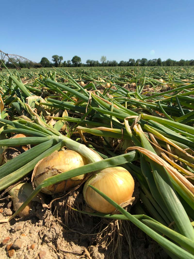 Vidalia Onions in the Field