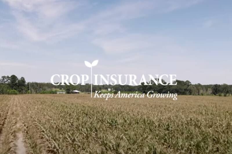 Vidalia onion crop insurance