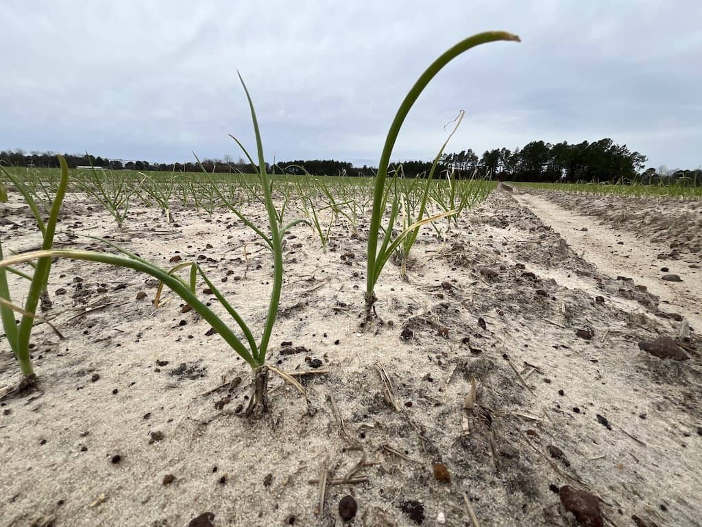 2024 Vidalia Onion crop in January 2024 - before harvest