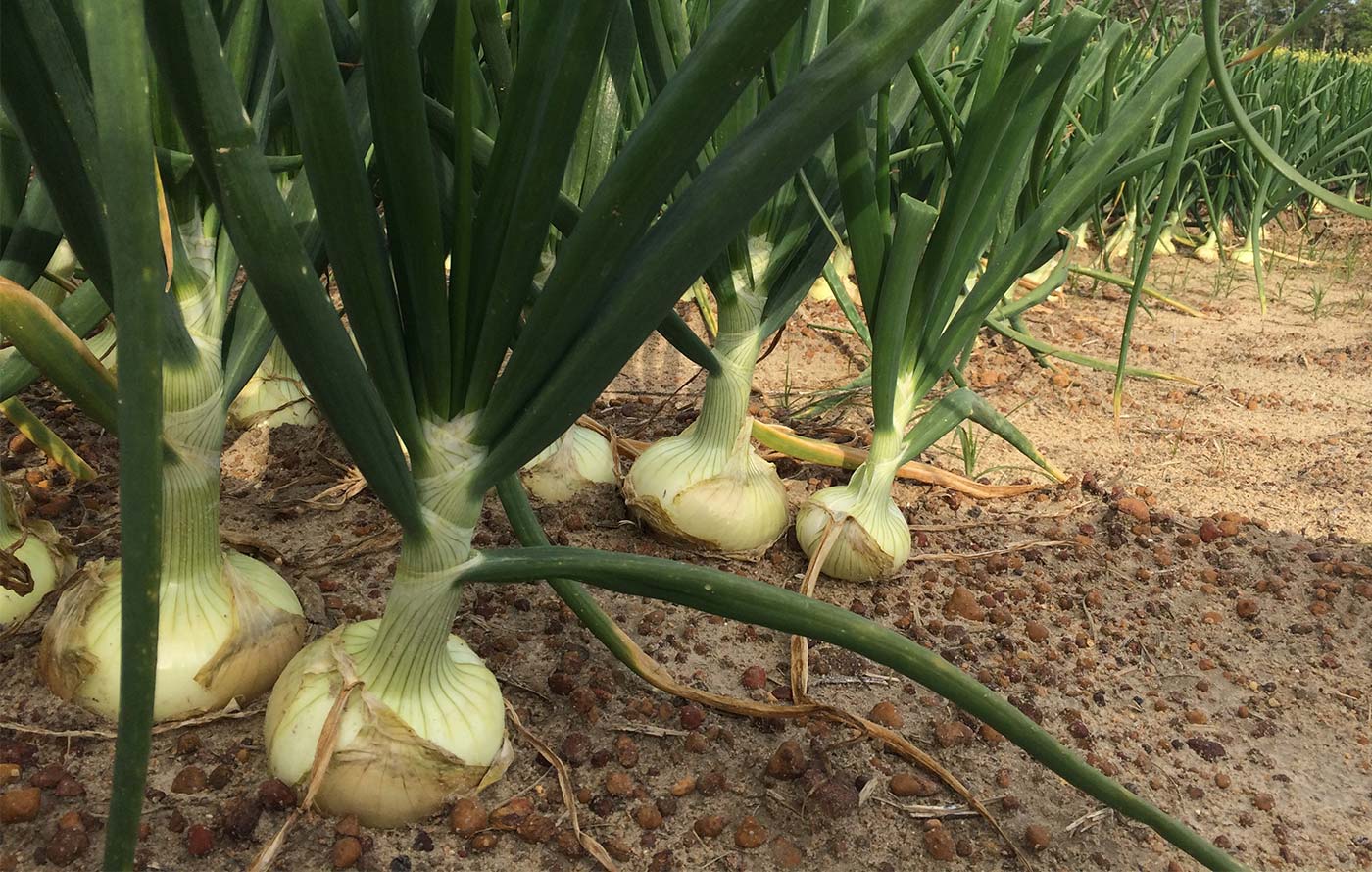 Vidalia Onions in the Field