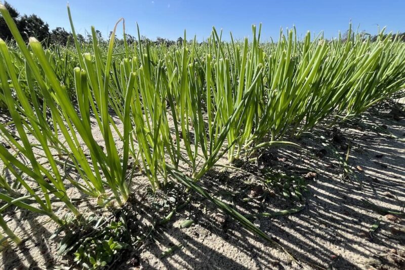 Vidalia seed beds in November of 2024.