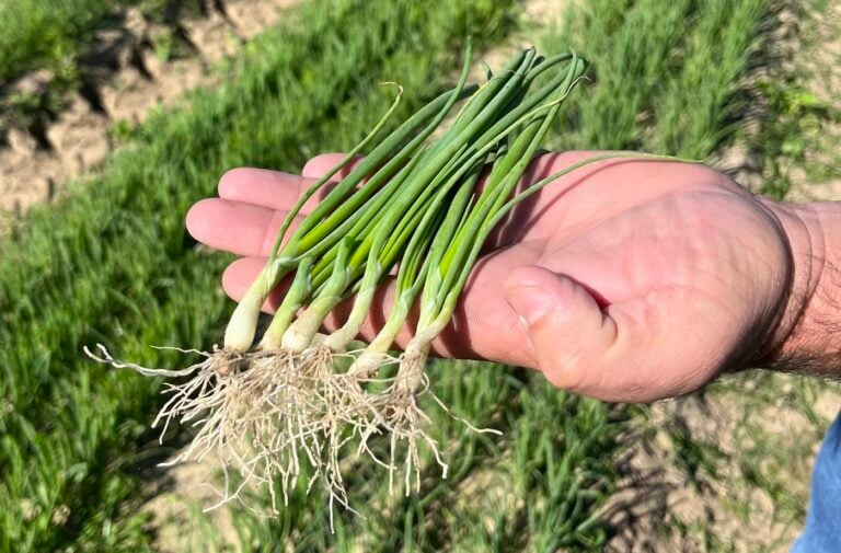 Vidalia Onion Sets & Transplants For Sale