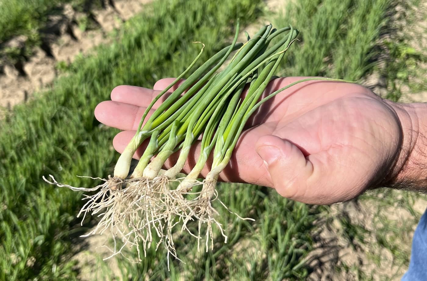 Vidalia onion sets & bunches for sale