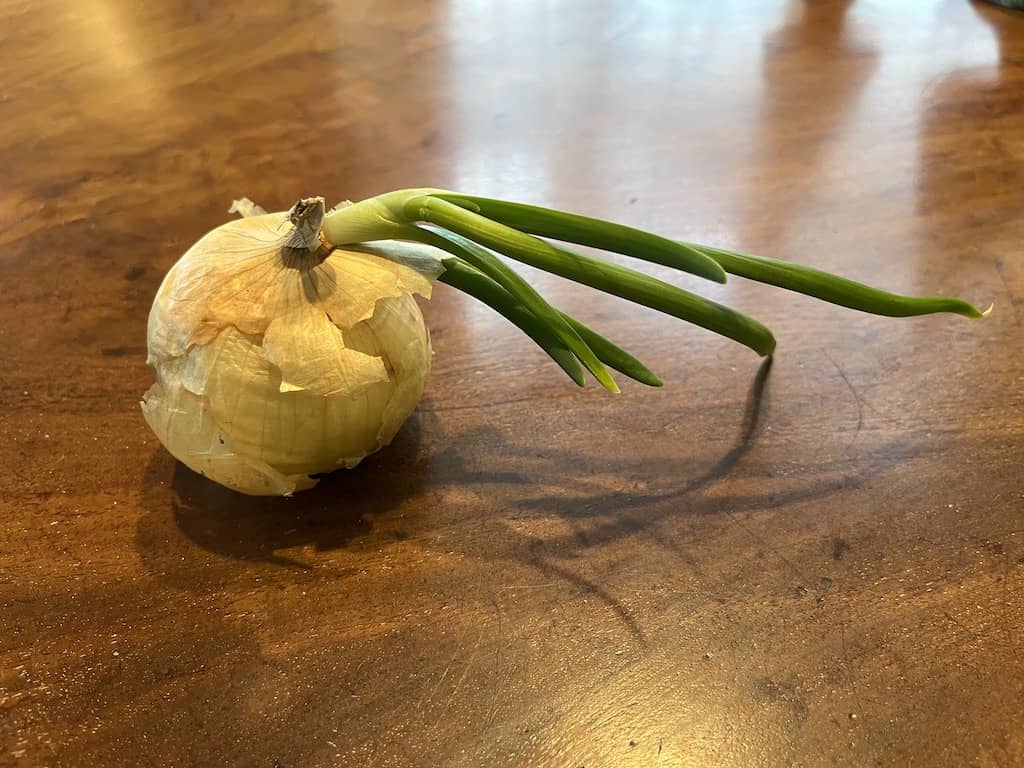 Vidalia onion that has sprouted