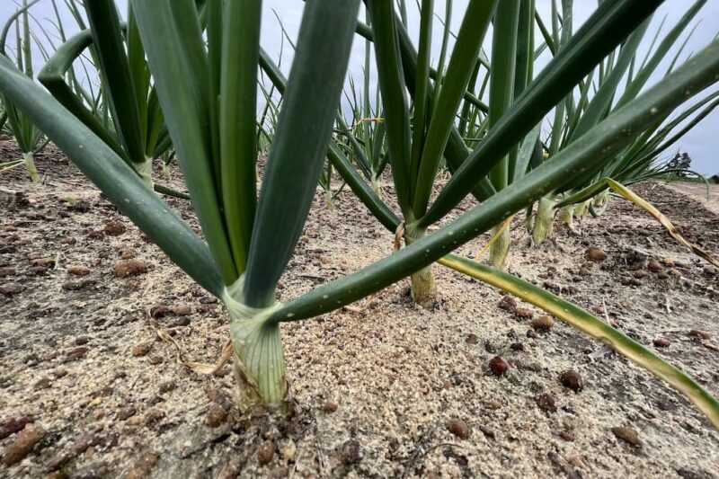 Vidalia Onion crop 2023 in February (pre-harvest)
