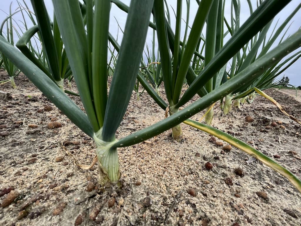 Vidalia Onion crop 2023 in February (pre-harvest)