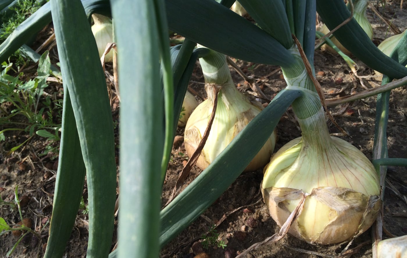 Vidalia Onions before they're harvested