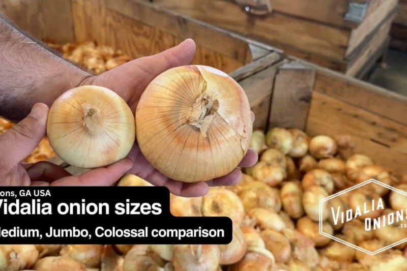 Vidalia onion size comparison: medium, jumbo, colossal